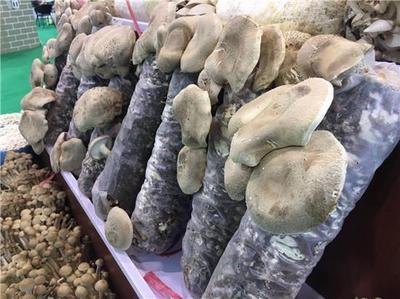 鄉村振興新力量 我省4人入選全國農村創業創新優秀帶頭人典型案例